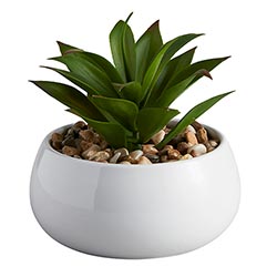Succulent in White Pot - Nodulosa 1